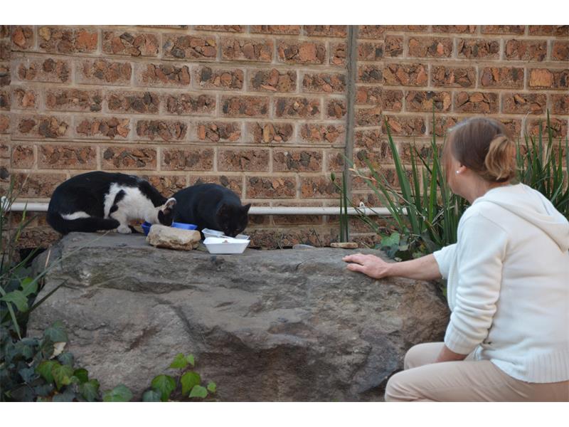 Volunteers Needed To Feed Feral Cats Alberton Record