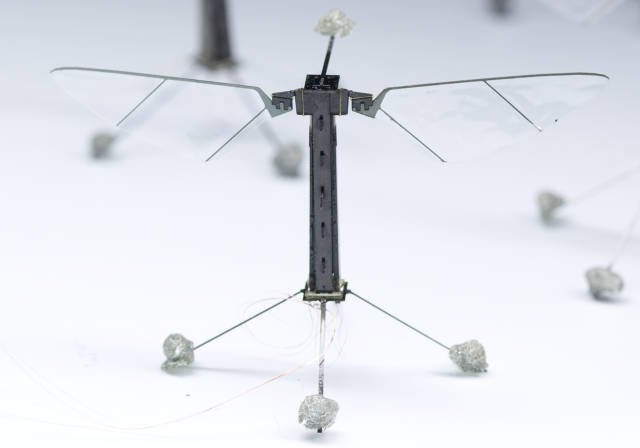 Could RoboBees be the future pollinators?  Alberton Record
