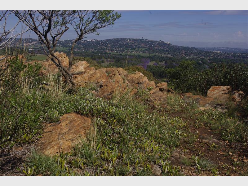 Explore The Nature At The Melville Koppies Alberton Record